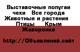 Выставочные попугаи чехи - Все города Животные и растения » Птицы   . Крым,Жаворонки